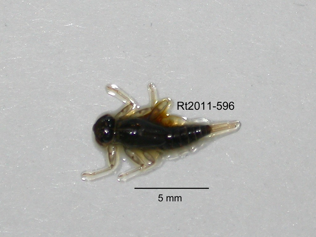 dorsal