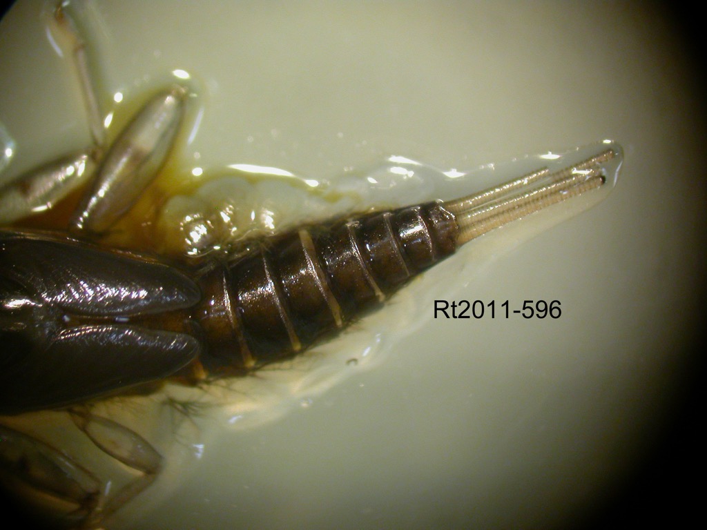 abdomen dorsal