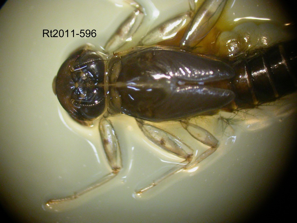 head and thorax dorsal
