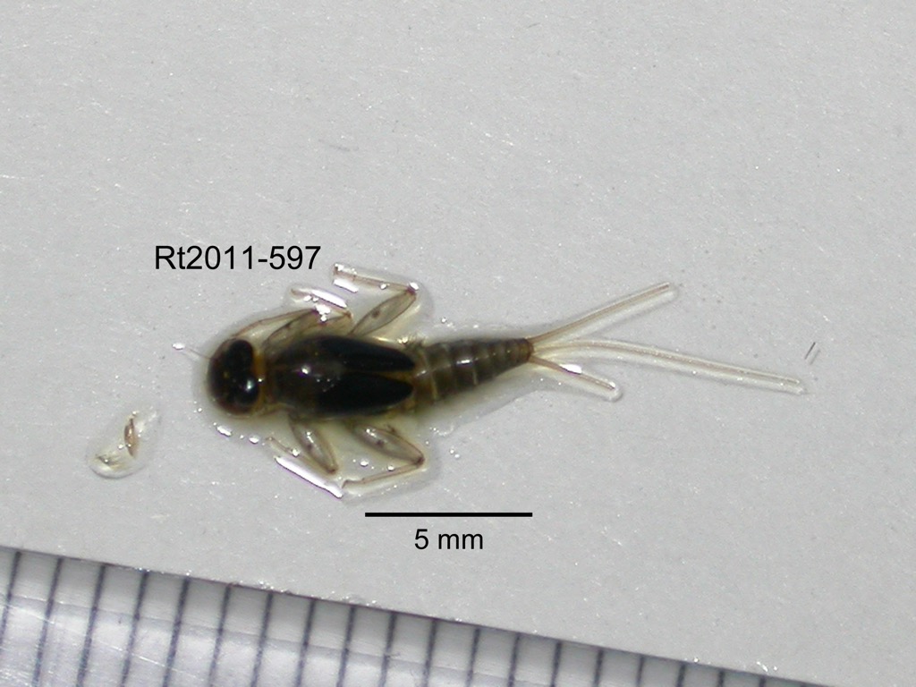 dorsal
