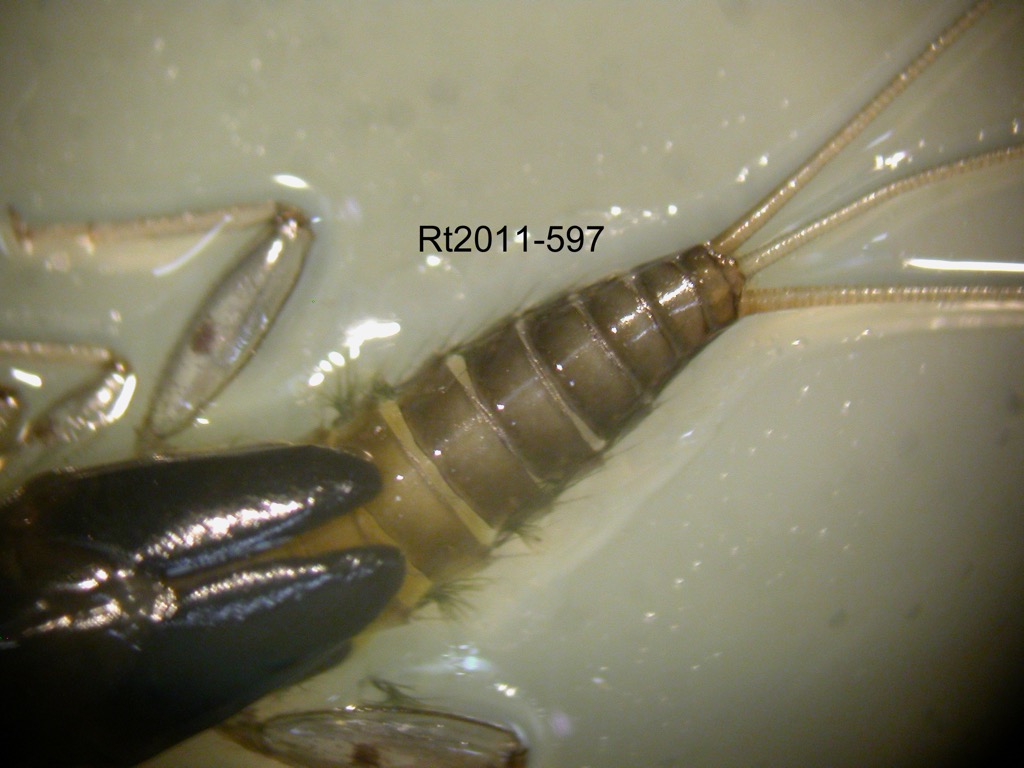 abdomen dorsal