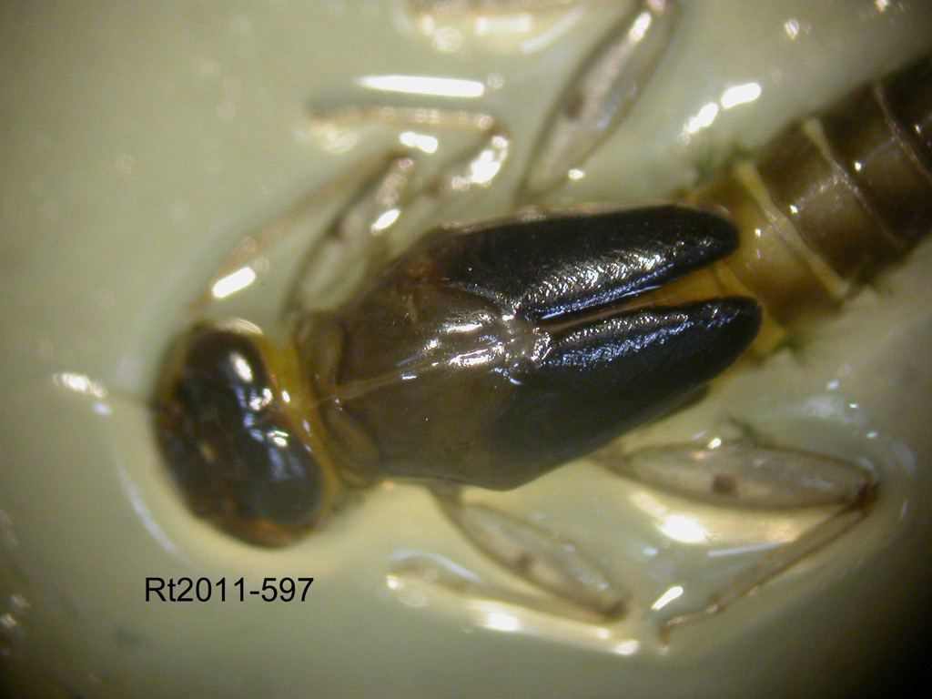 head and thorax dorsal