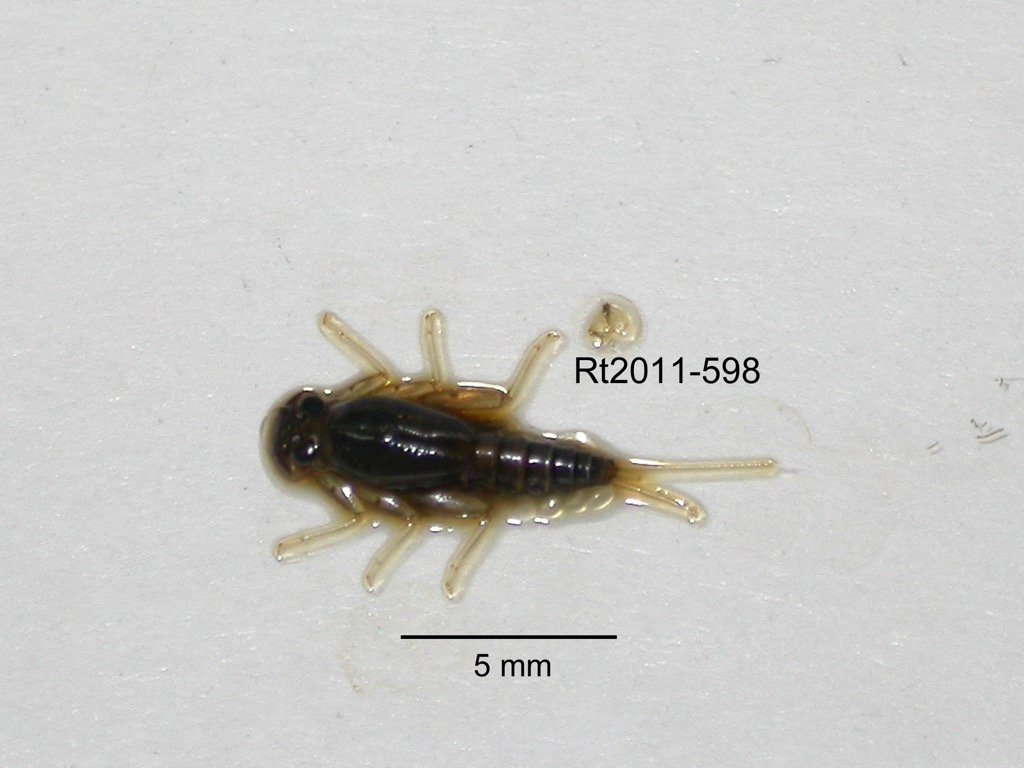 dorsal