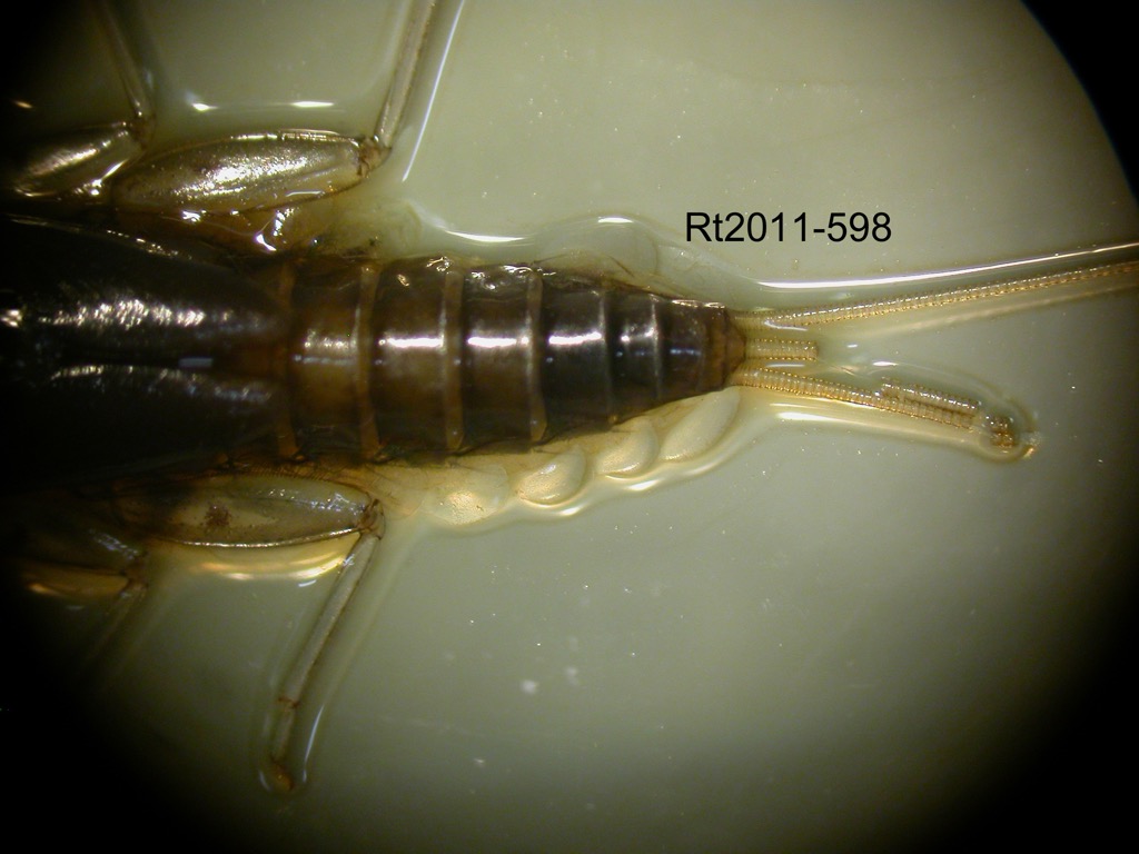 abdomen dorsal