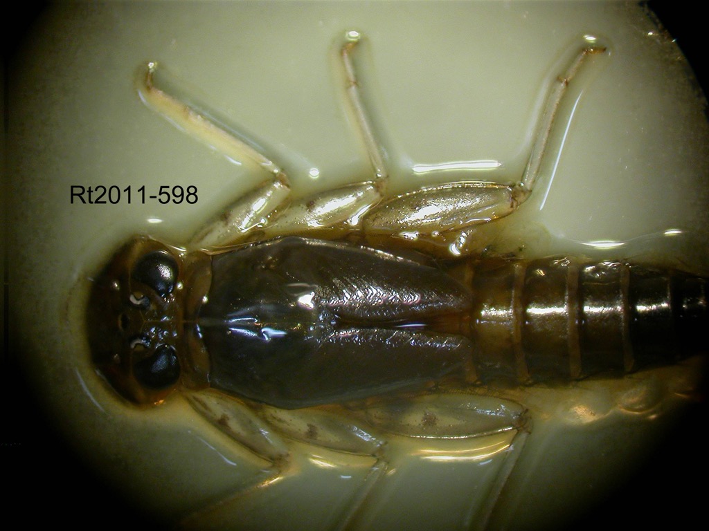 head and thorax dorsal
