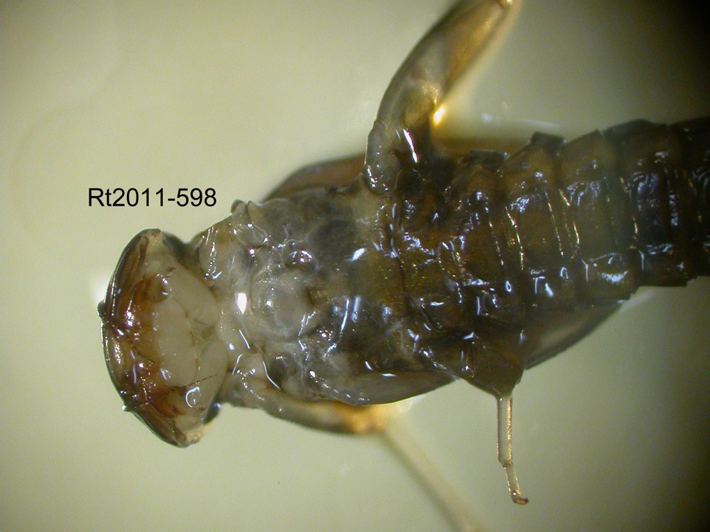 head and thorax ventral