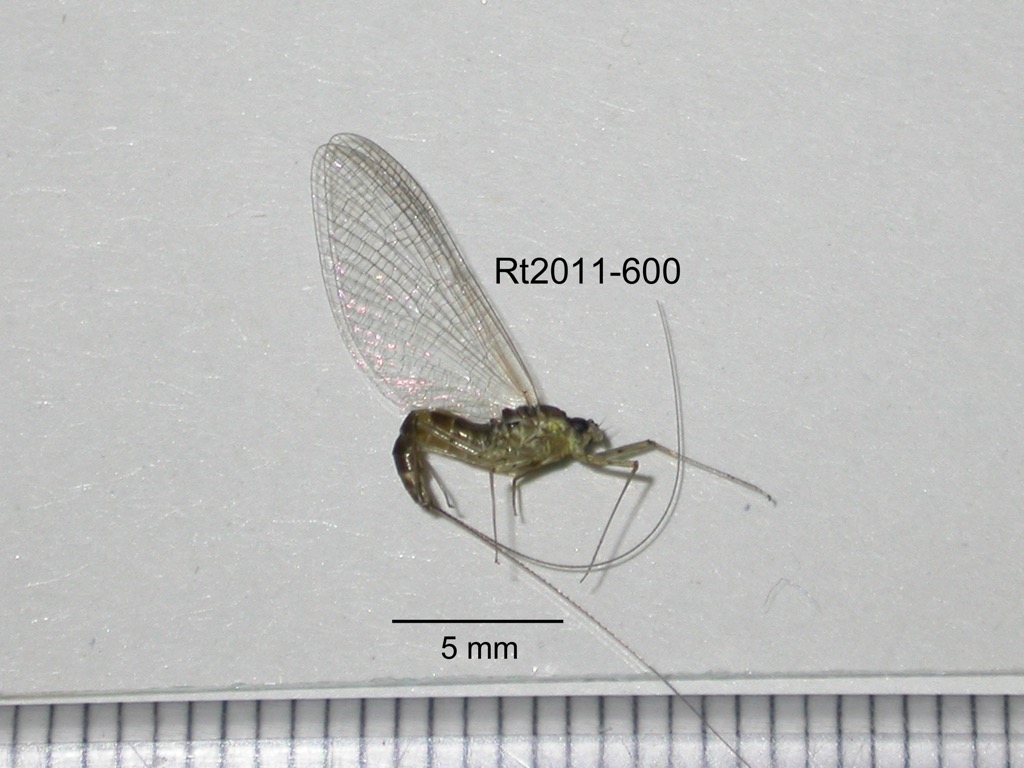 lateral