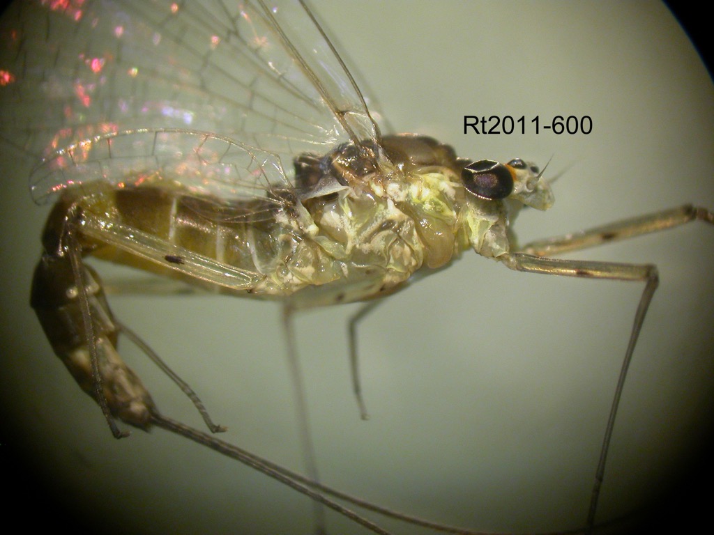 lateral