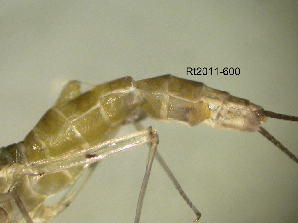 abdomen ventral