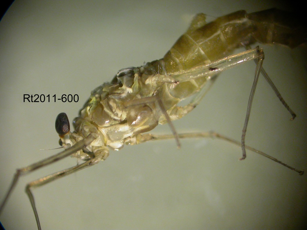head and thorax ventral