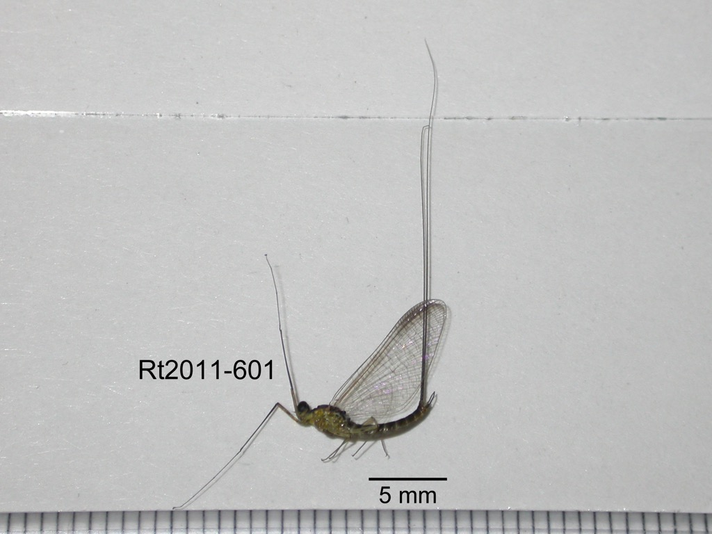 lateral