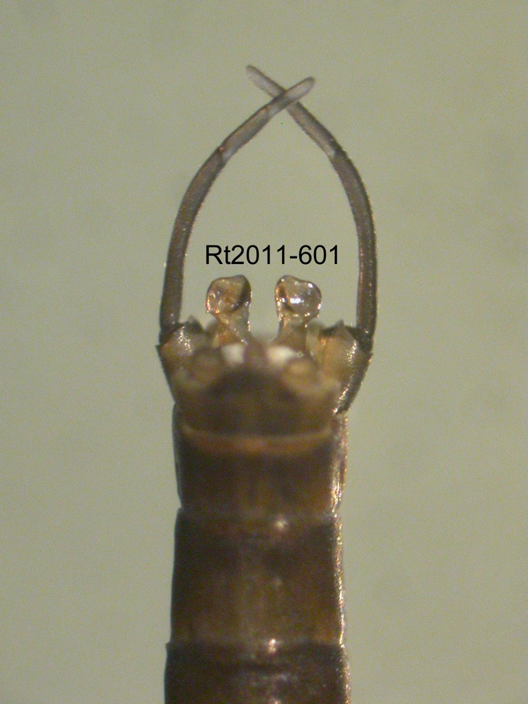 genitalia dorsal