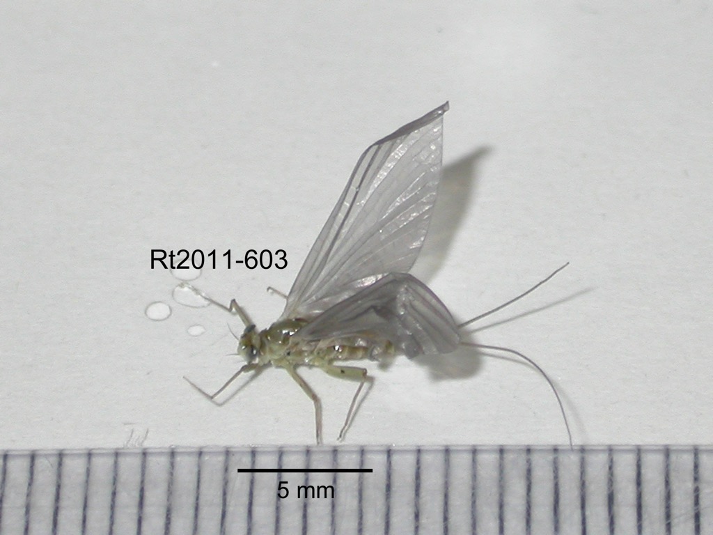 lateral