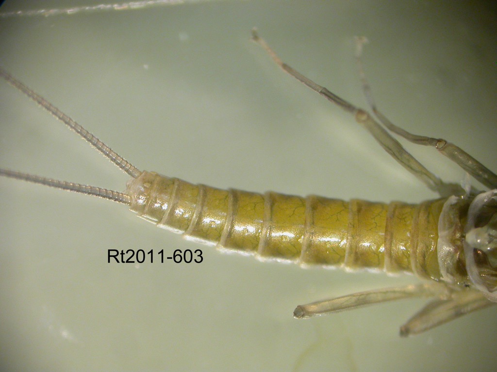 abdomen dorsal