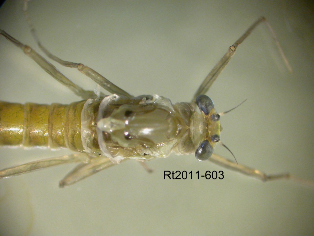 head and thorax dorsal