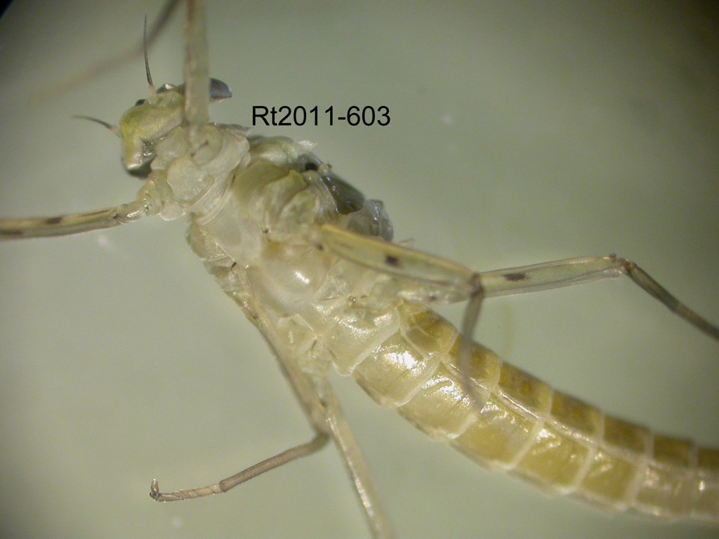 head and thorax ventral