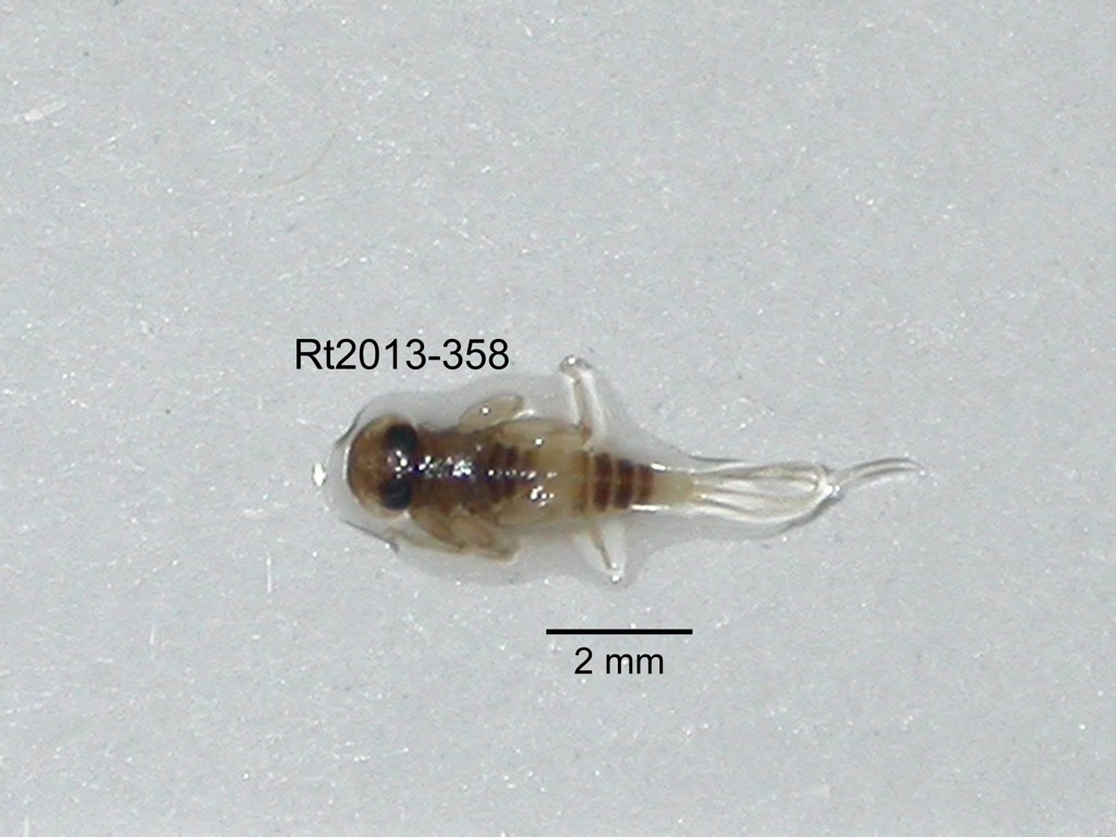 dorsal