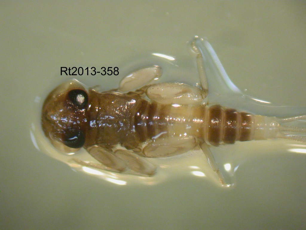 dorsal