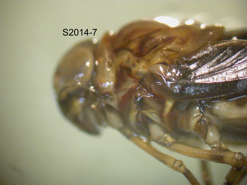 head and thorax lateral