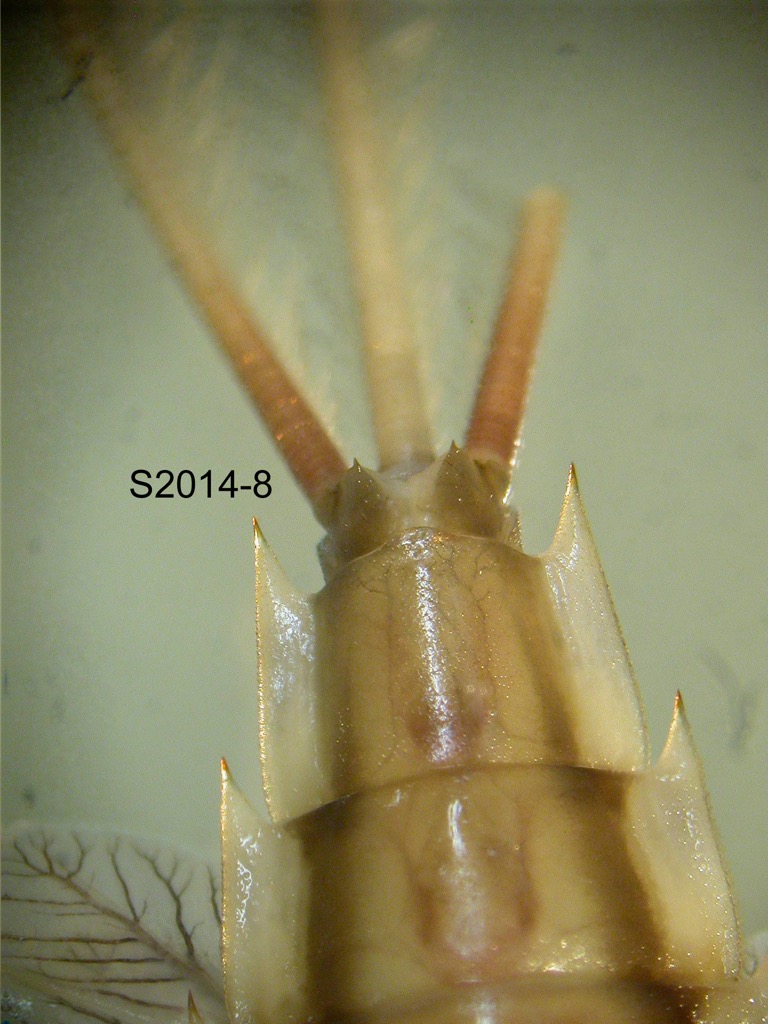 abdominal apex ventral