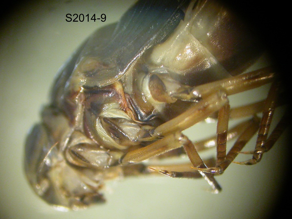 head and thorax lateral