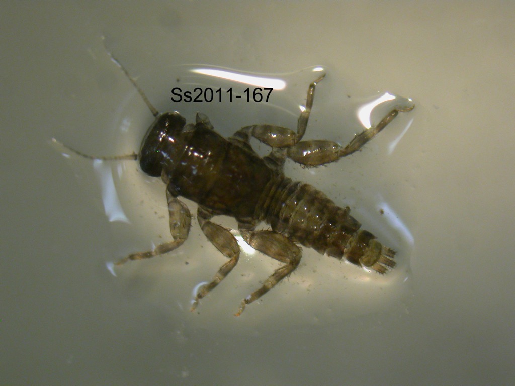 dorsal