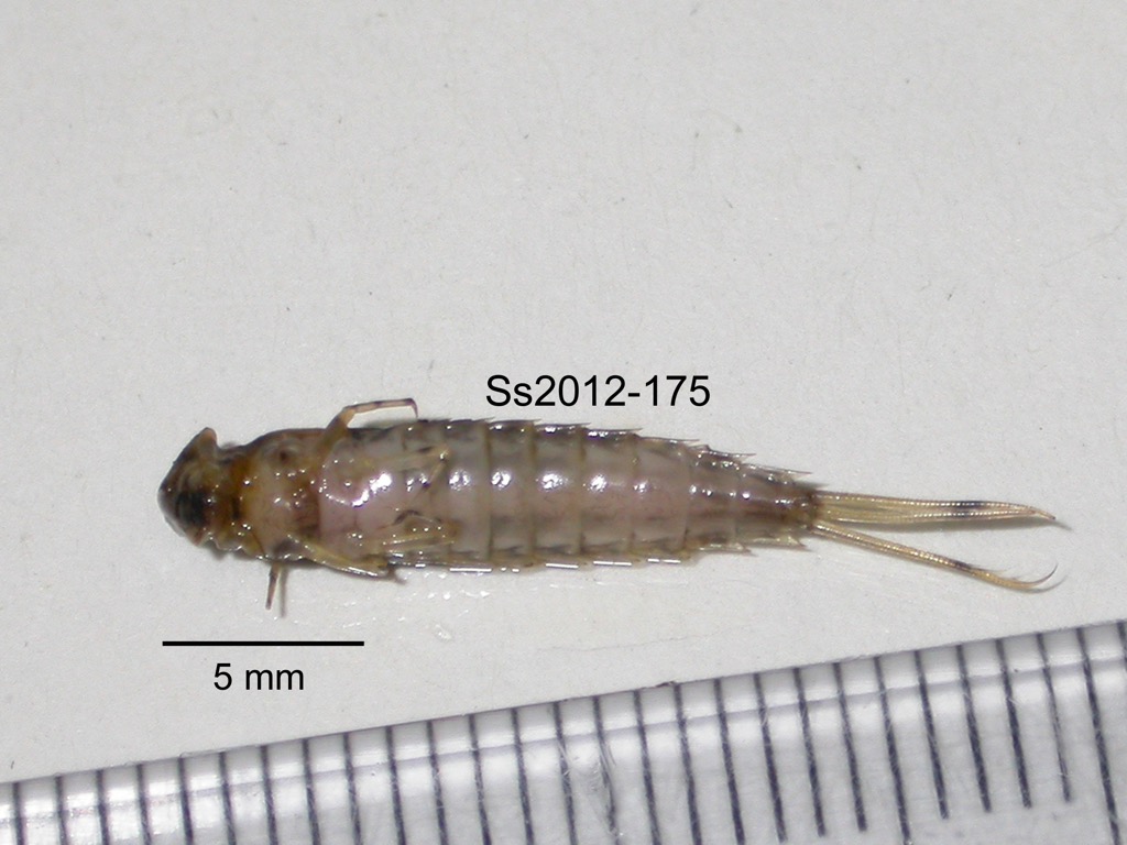 ventral