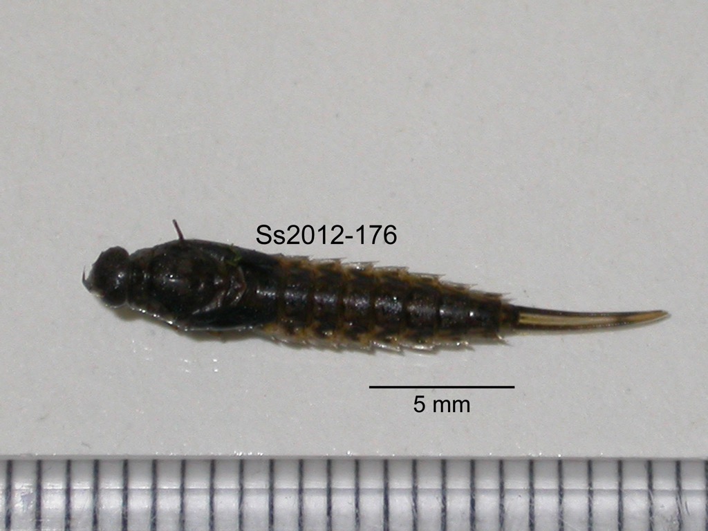 dorsal