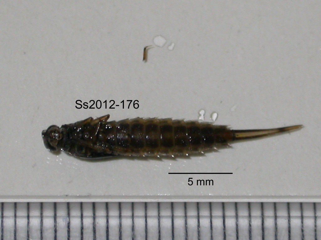ventral