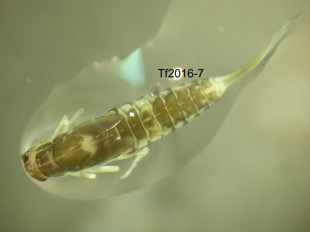 dorsal