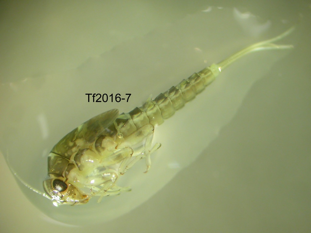 lateral