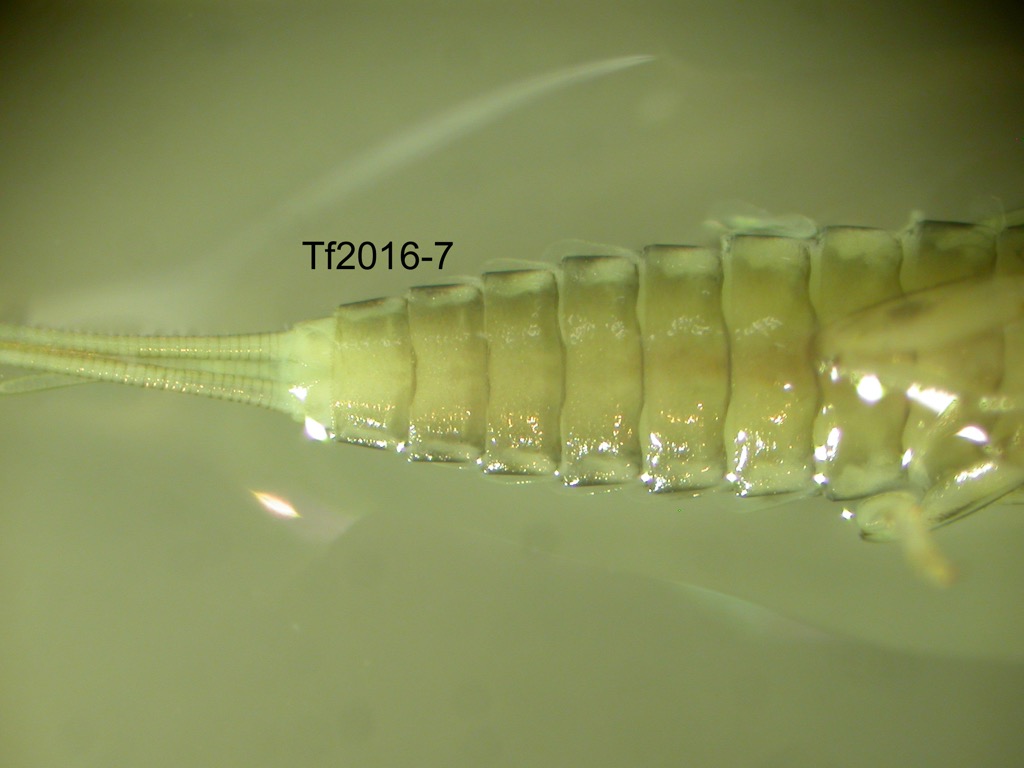 abdomen ventral