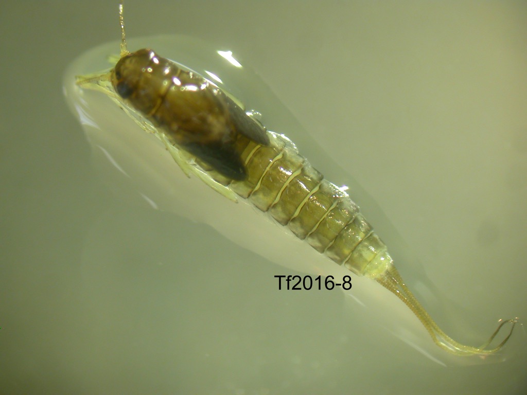 dorsal