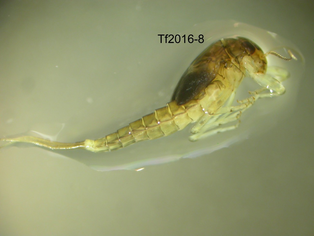 lateral