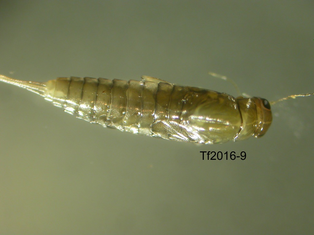 dorsal