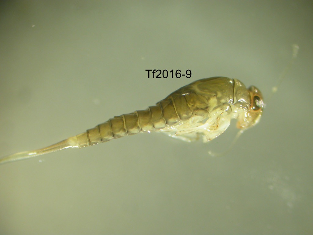 lateral