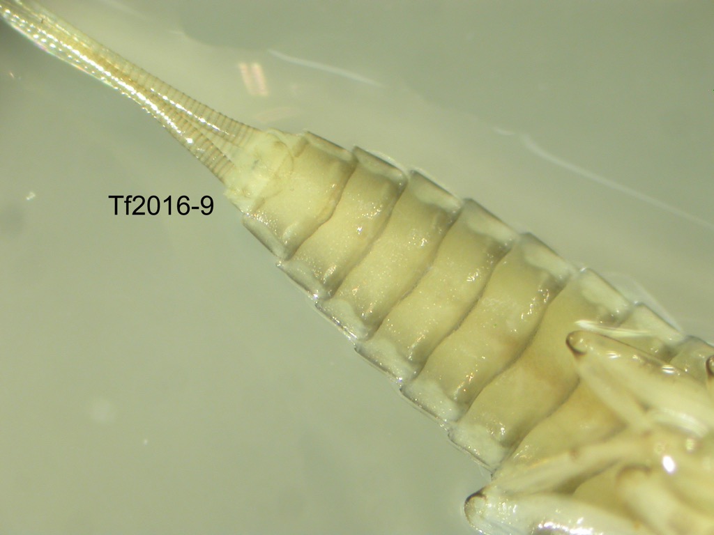 abdomen ventral