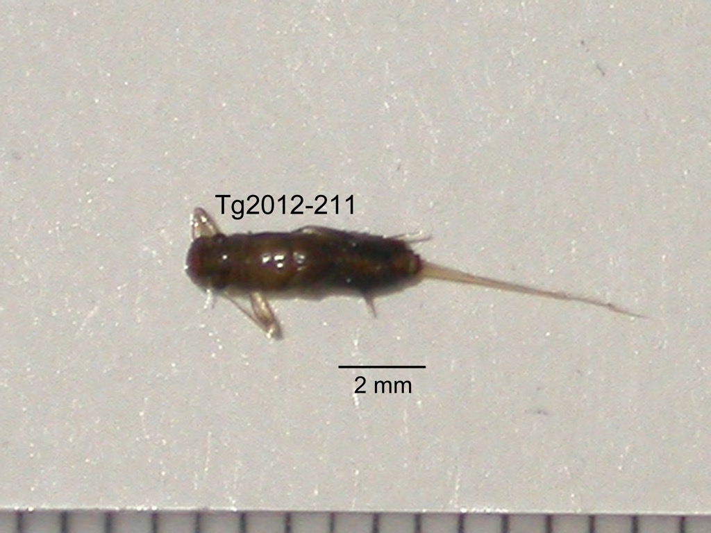 dorsal