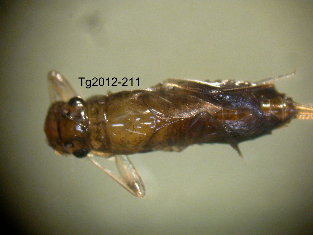 dorsal