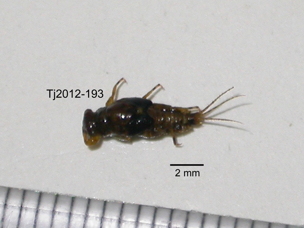 dorsal