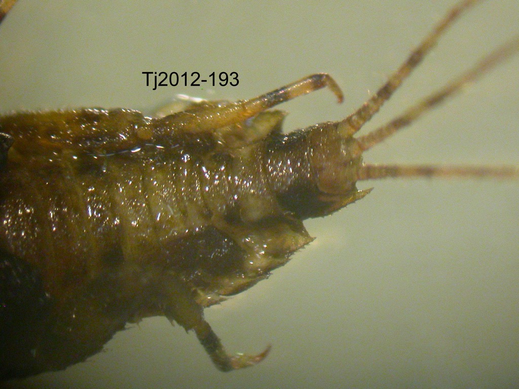abdomen dorsal