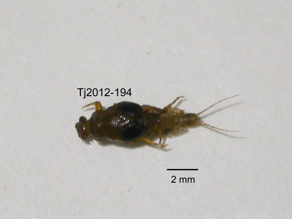 dorsal