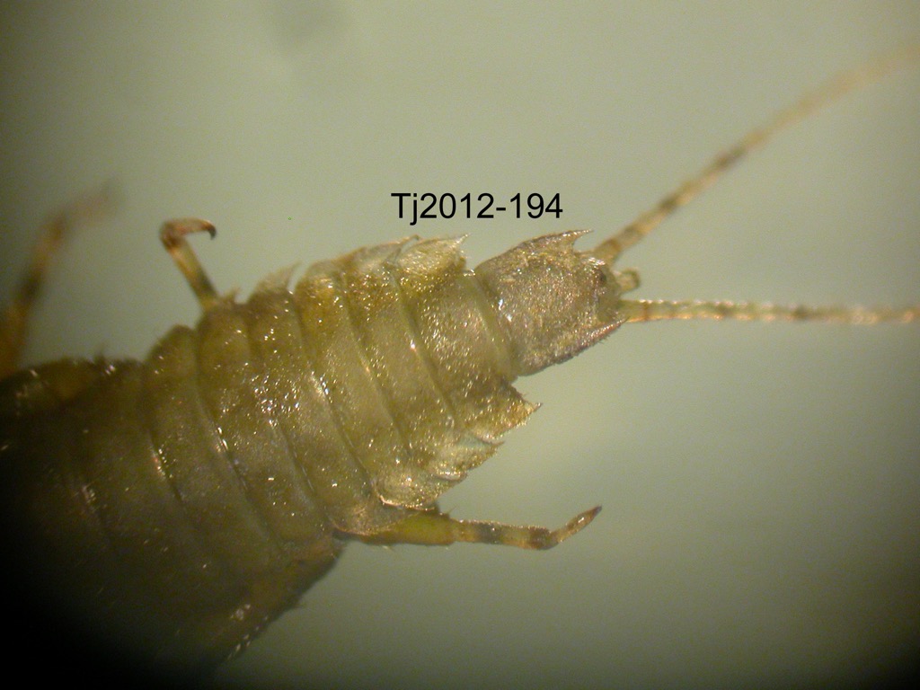 abdomen ventral