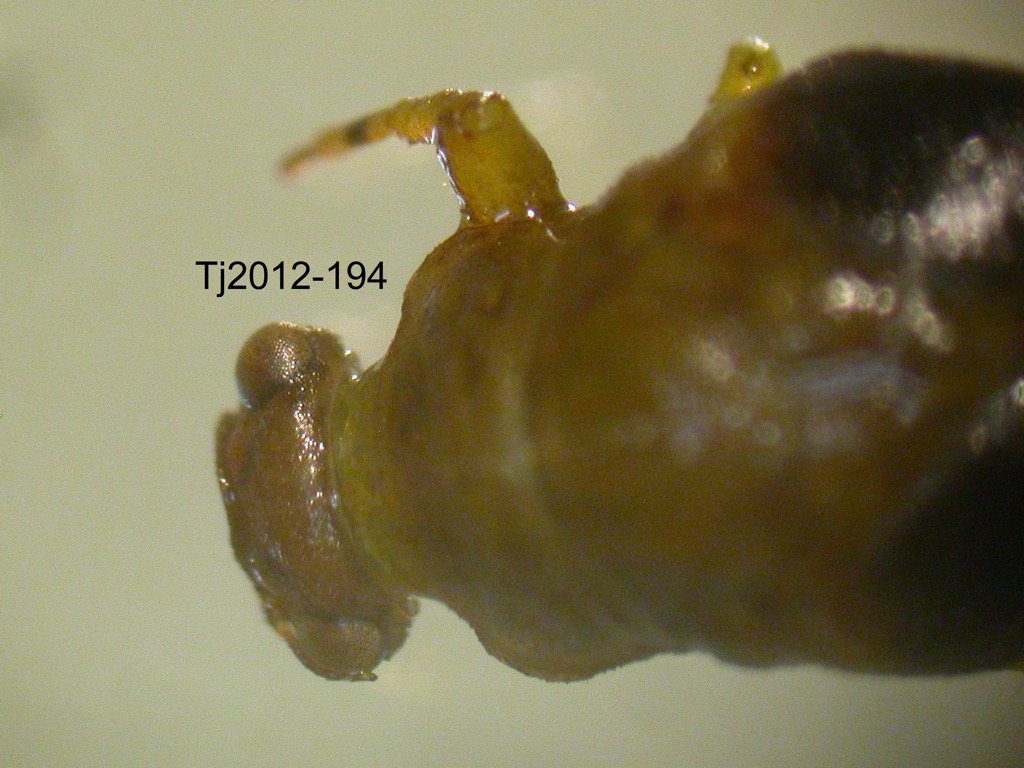 head dorsal
