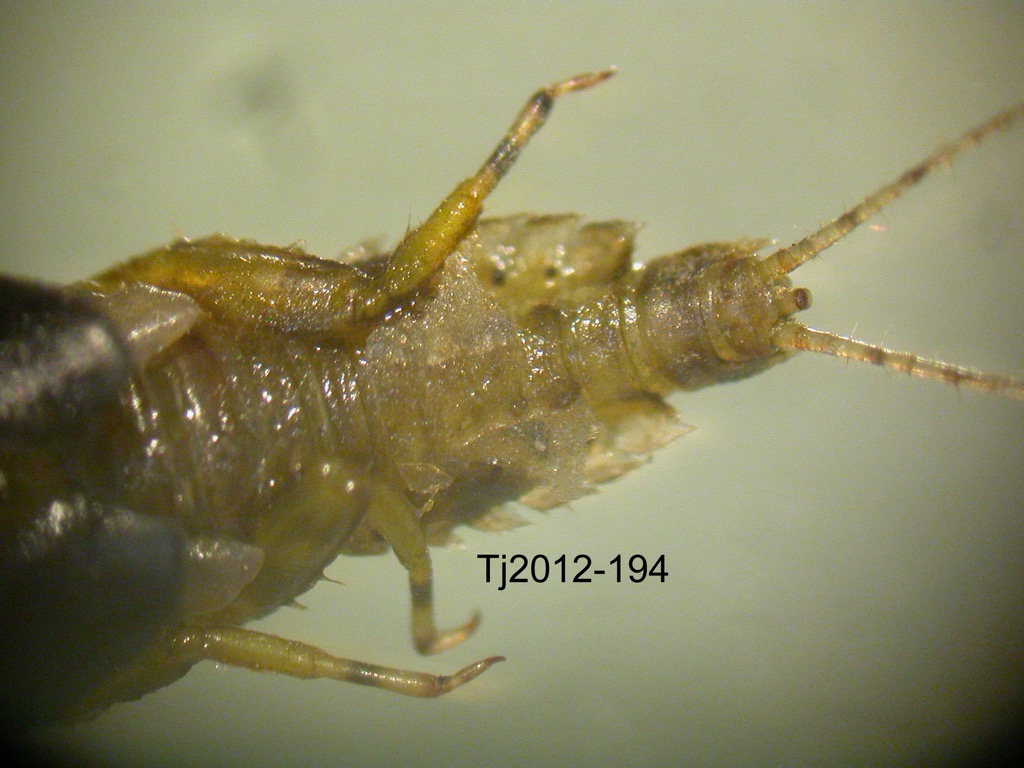 dorsal