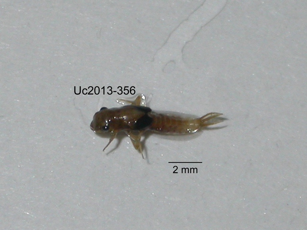 dorsal