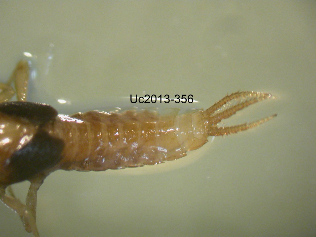 abdomen dorsal