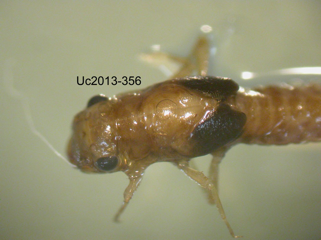 head and thorax dorsal