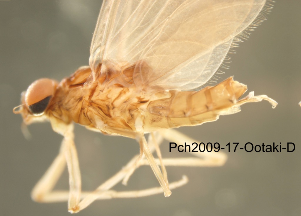 lateral