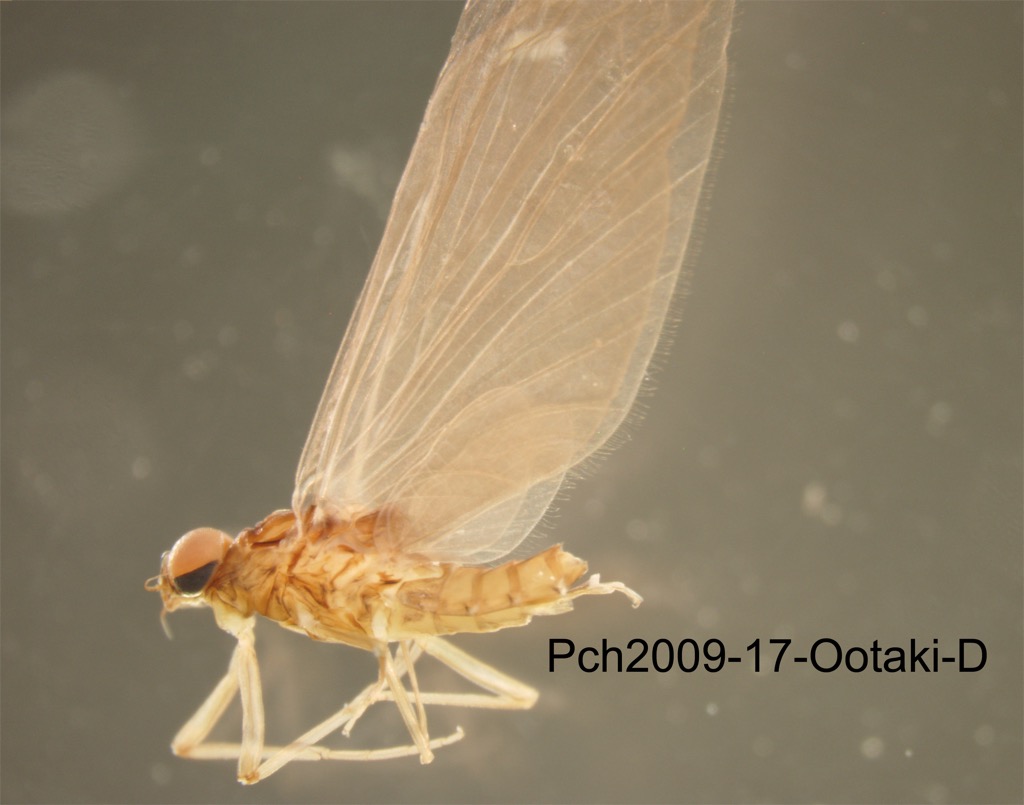 lateral
